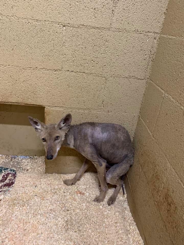 SWCC_Coyote in Rehab 2 months after Rescue.jpg